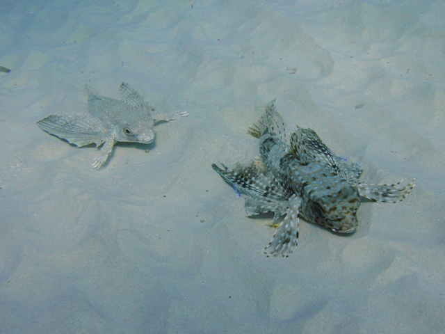 Dactylopterus volitans / pesce civetta